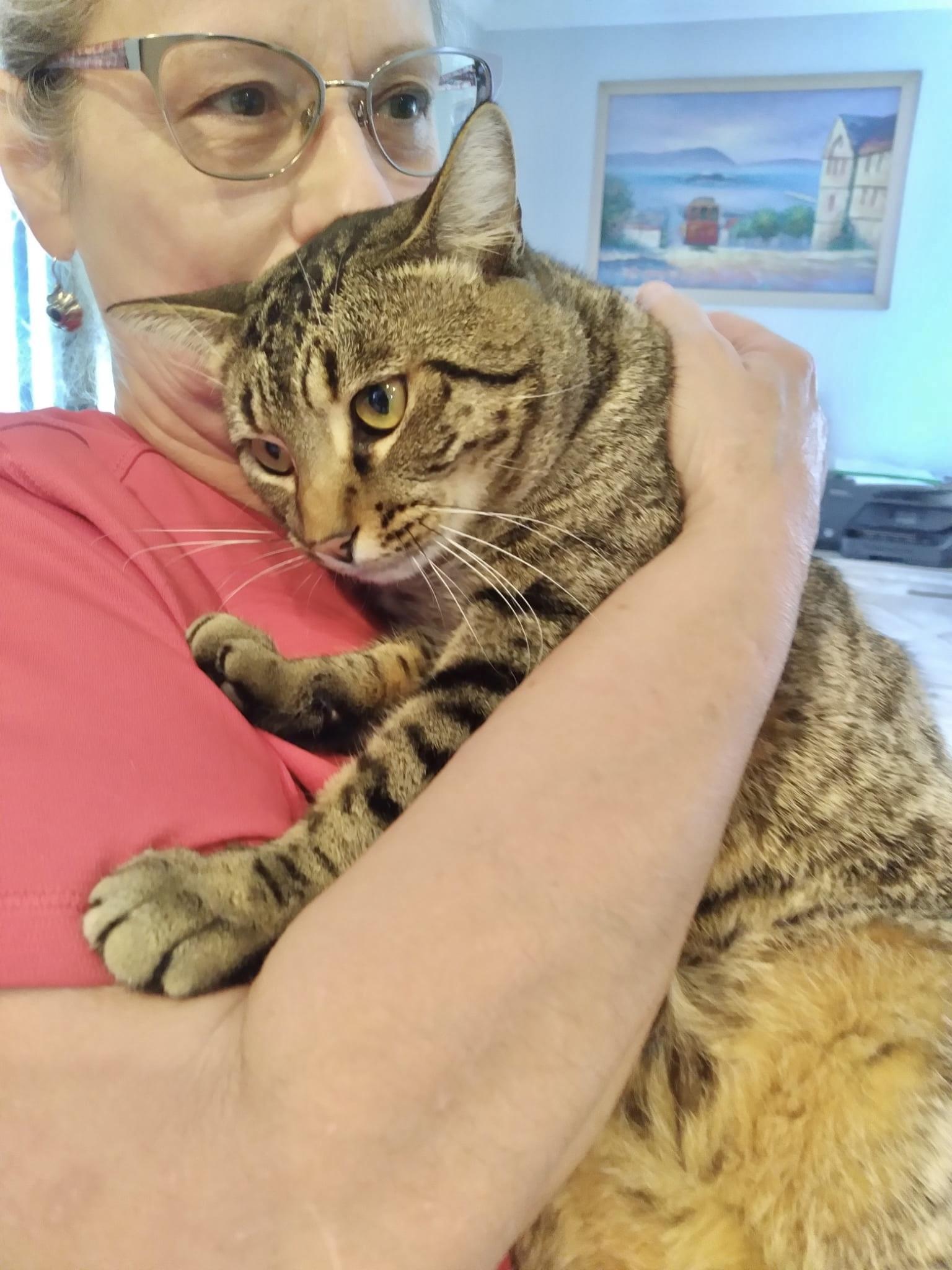 Enlarge Rover (Video) sweet boy! Likes to be held , a ADOPTABLE Domestic Short Hair in Port Orange, FL image 1/3