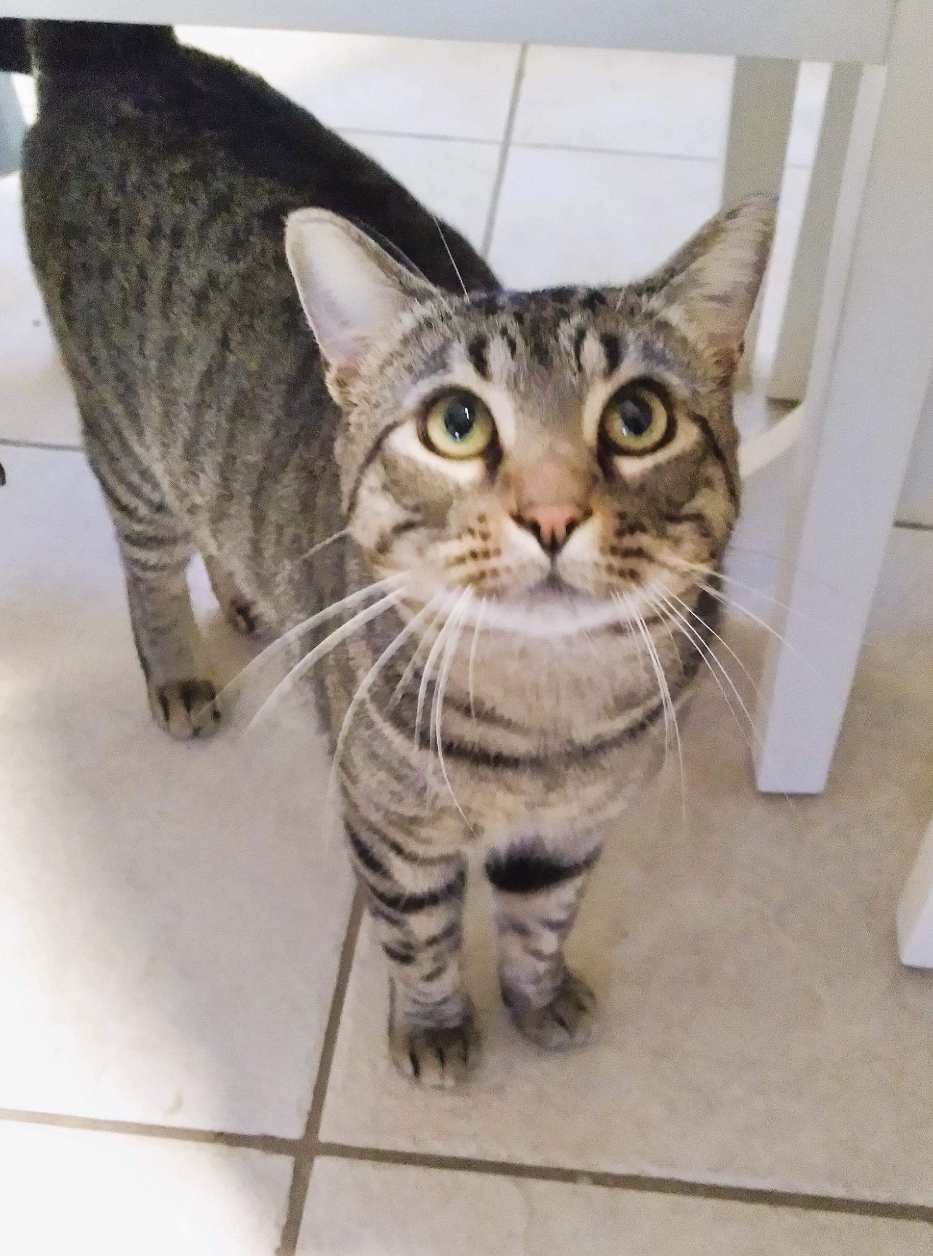 Enlarge Rover (Video) sweet boy! Likes to be held , a ADOPTABLE Domestic Short Hair in Port Orange, FL image 2/3