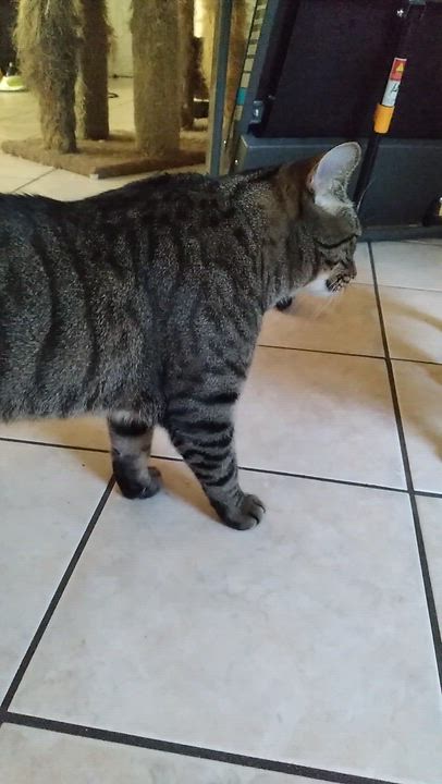 Enlarge Rover (Video) sweet boy! Likes to be held , a ADOPTABLE Domestic Short Hair in Port Orange, FL video 3/3