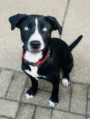 Winter, ADOPTABLE, Puppy Female American Staffordshire Terrier & Husky.