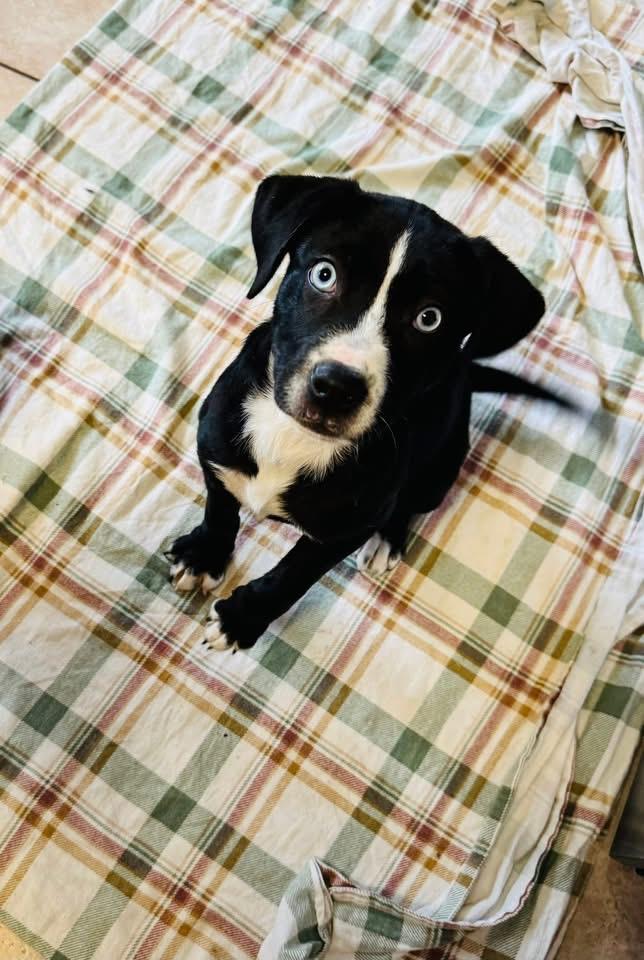 Enlarge Winter, a ADOPTABLE mixed breed in Lowell, IN image 3/3