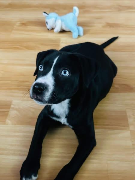 Enlarge Winter, a ADOPTABLE mixed breed in Lowell, IN image 1/3