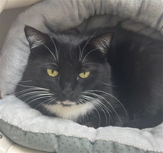 WYNONNA, Adoptable, Adult Female Domestic Short Hair.