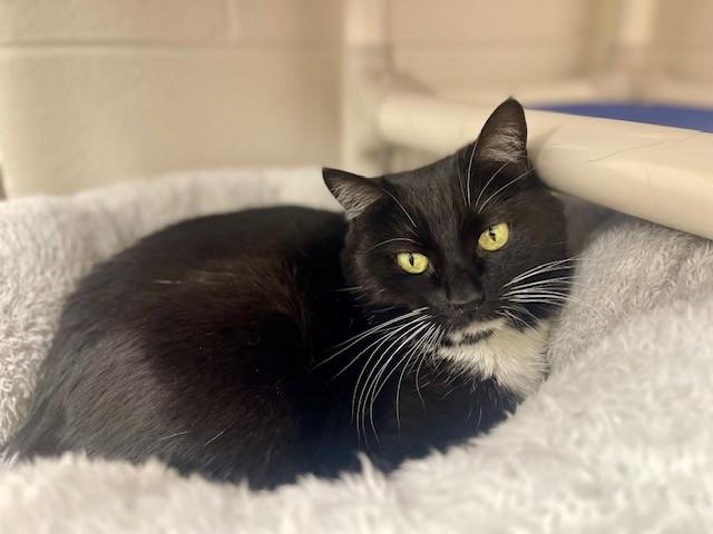 Enlarge WYNONNA, a Adoptable Domestic Short Hair in Naples, FL image 1/1