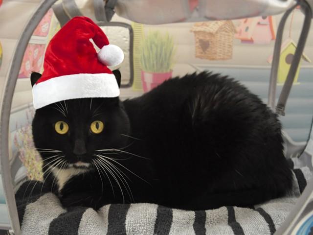 WYNONNA, Adoptable, Adult Female Domestic Short Hair.