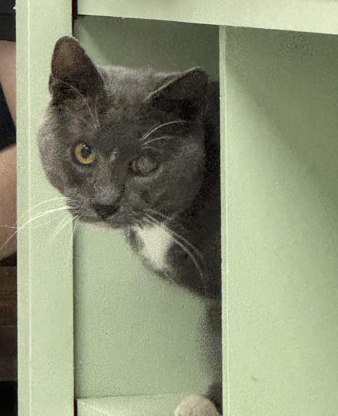 Glitch, a Adoptable Domestic Short Hair in Hudsonville, MI image 5/6