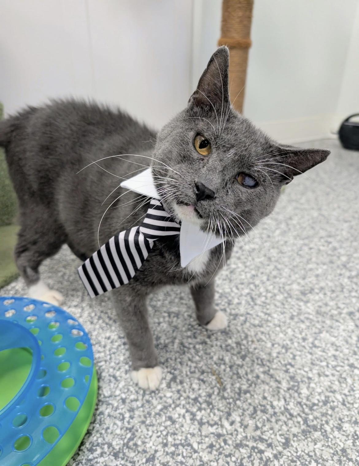 Glitch, a Adoptable Domestic Short Hair in Hudsonville, MI image 2/6