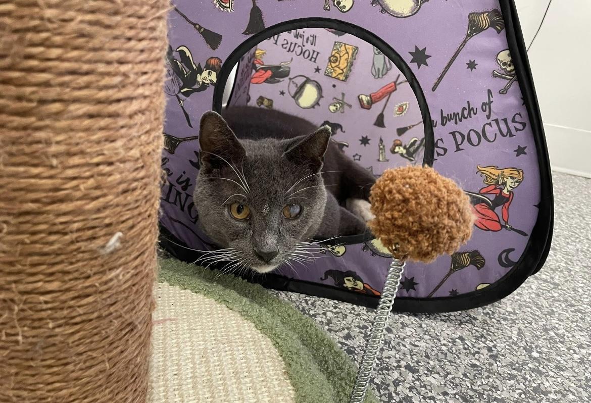 Glitch, a Adoptable Domestic Short Hair in Hudsonville, MI image 6/6