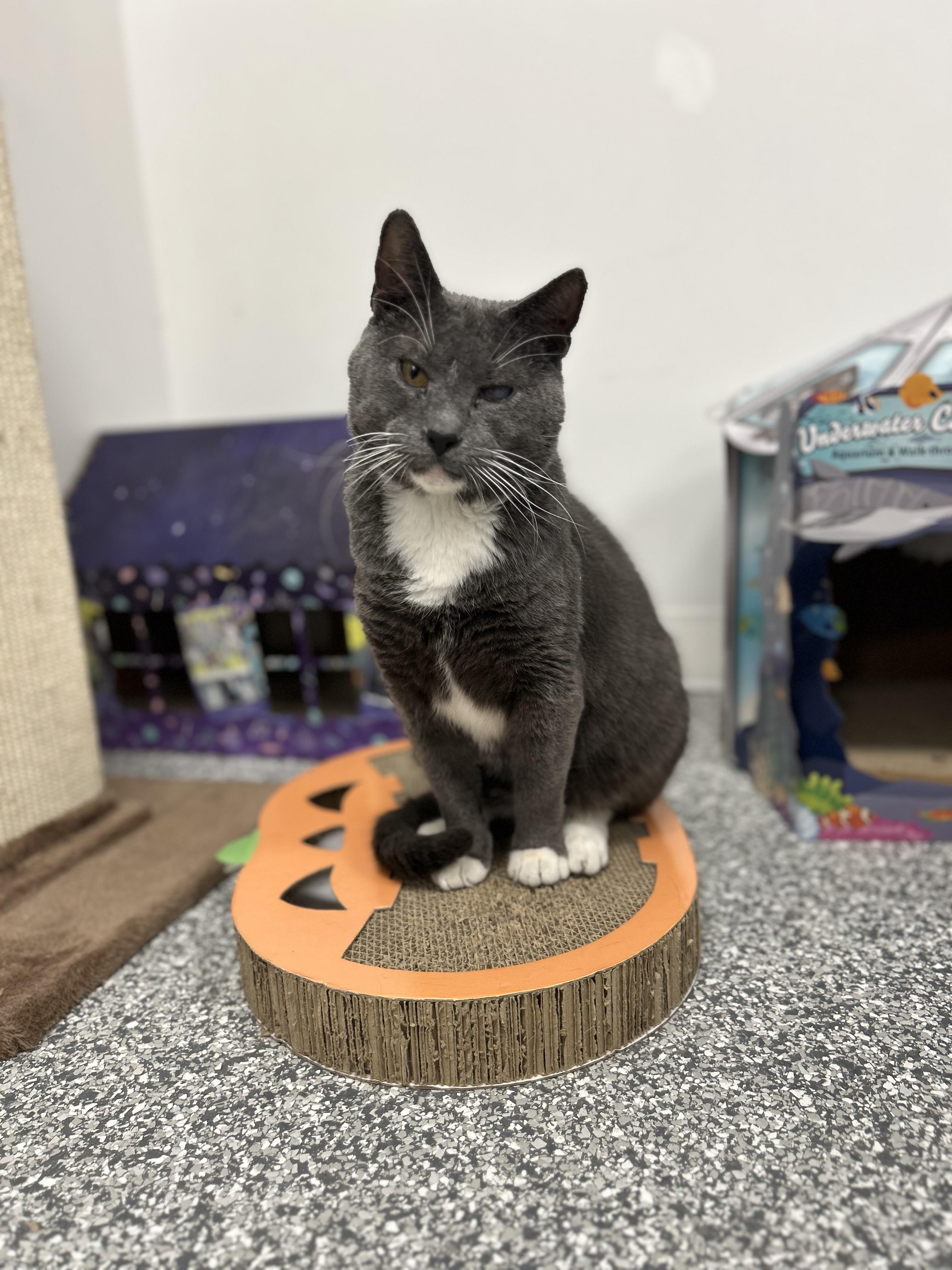 Glitch, Adoptable, Adult Male Domestic Short Hair.