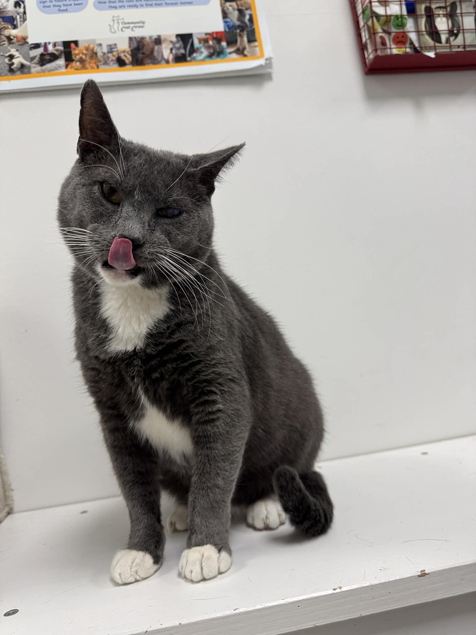 Enlarge Glitch, a Adoptable Domestic Short Hair in Hudsonville, MI image 2/5