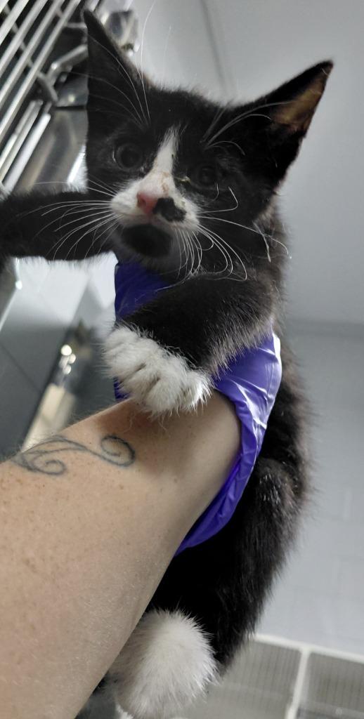 Linus, Adoptable, Kitten Male Domestic Short Hair.