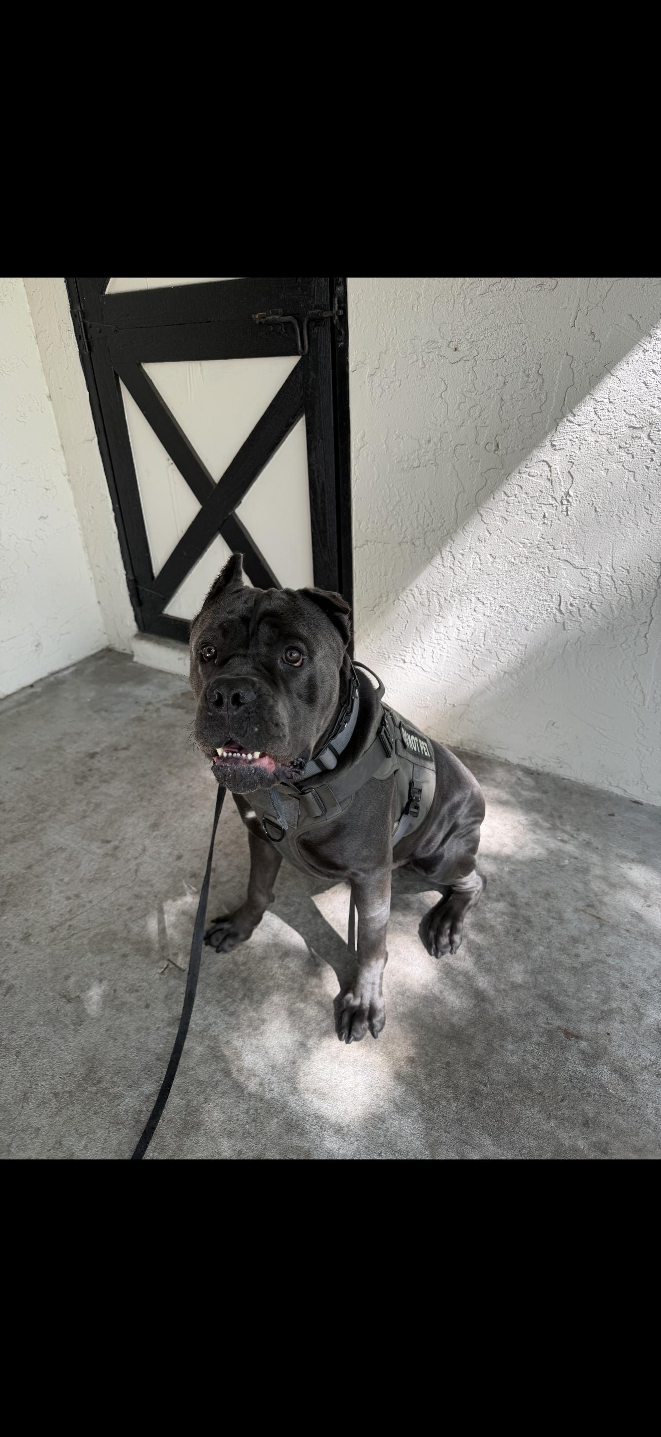 Bane, ADOPTABLE, Young Male Cane Corso.