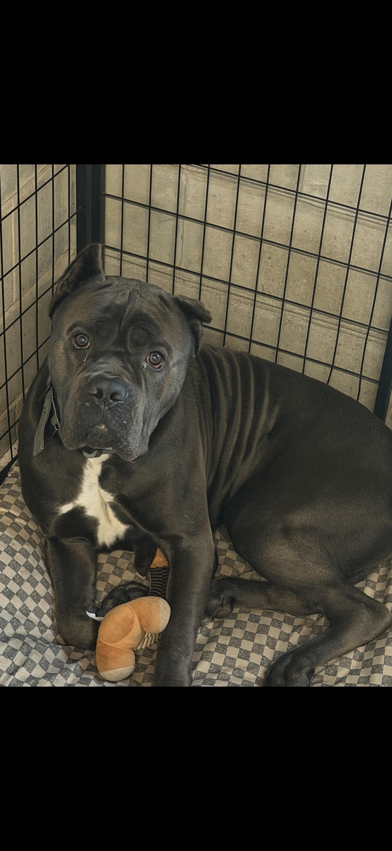 Bane, a ADOPTABLE Cane Corso in Oviedo, FL image 2/3