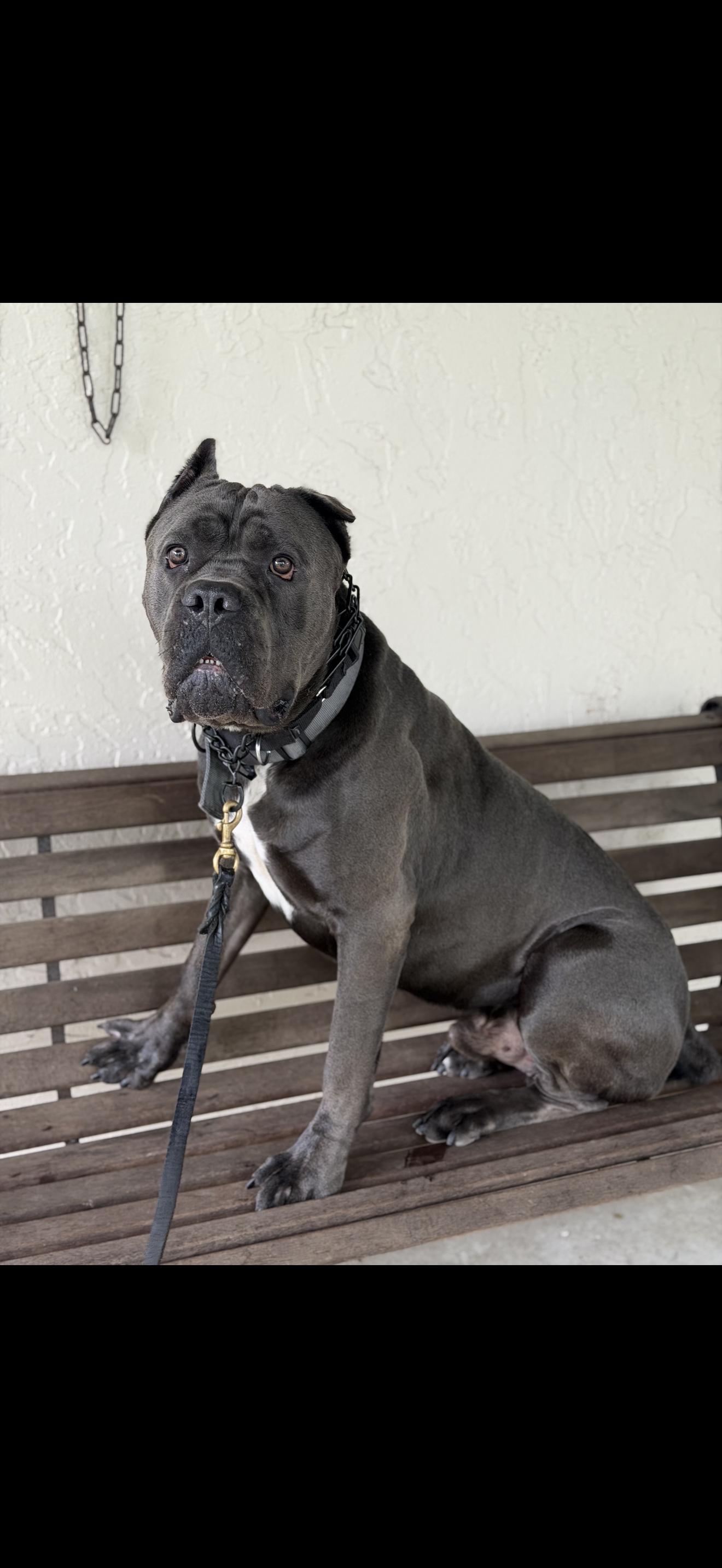 Bane, a ADOPTABLE Cane Corso in Oviedo, FL image 3/3