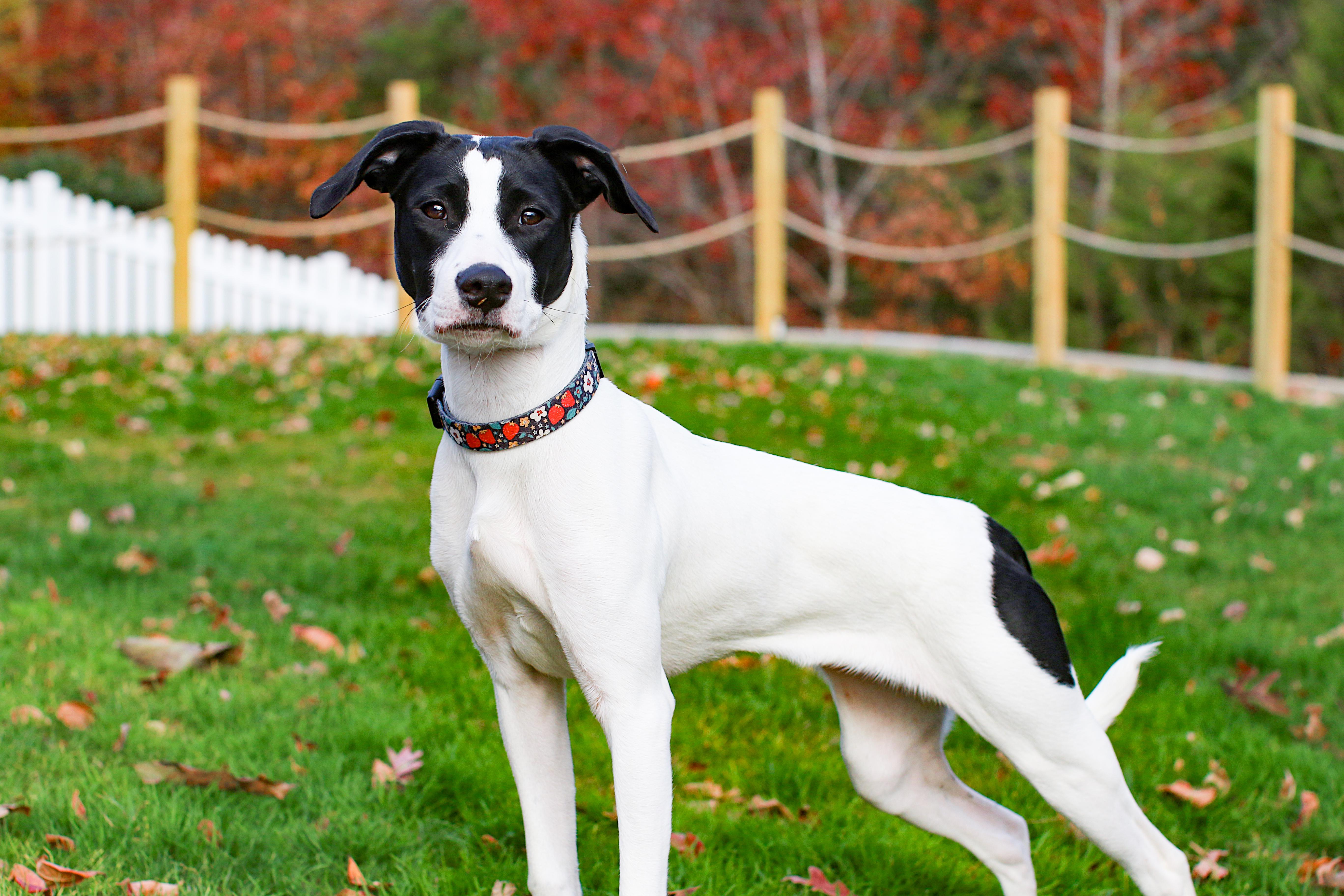 Snow White thumbnail 2