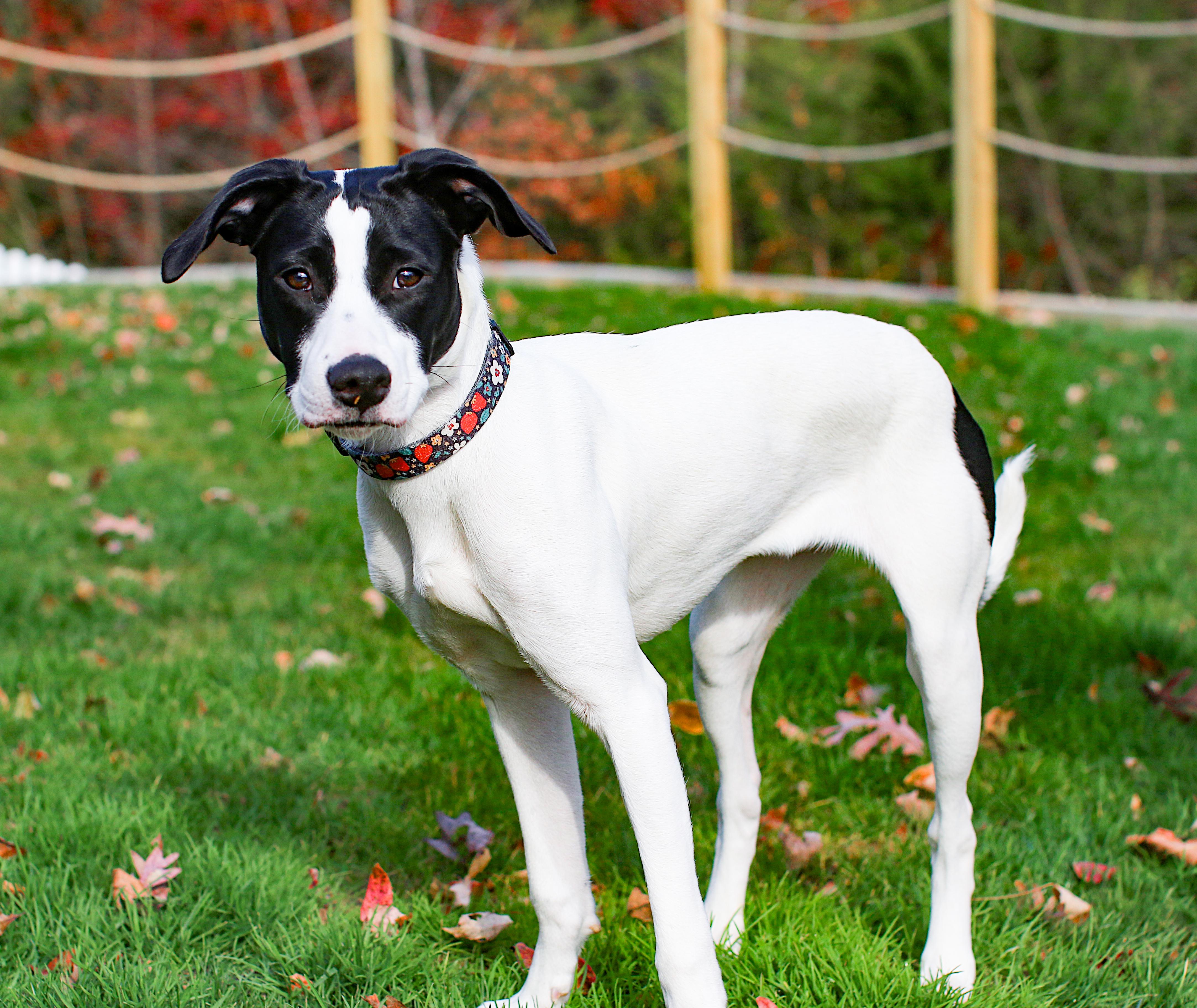 Snow White thumbnail 4