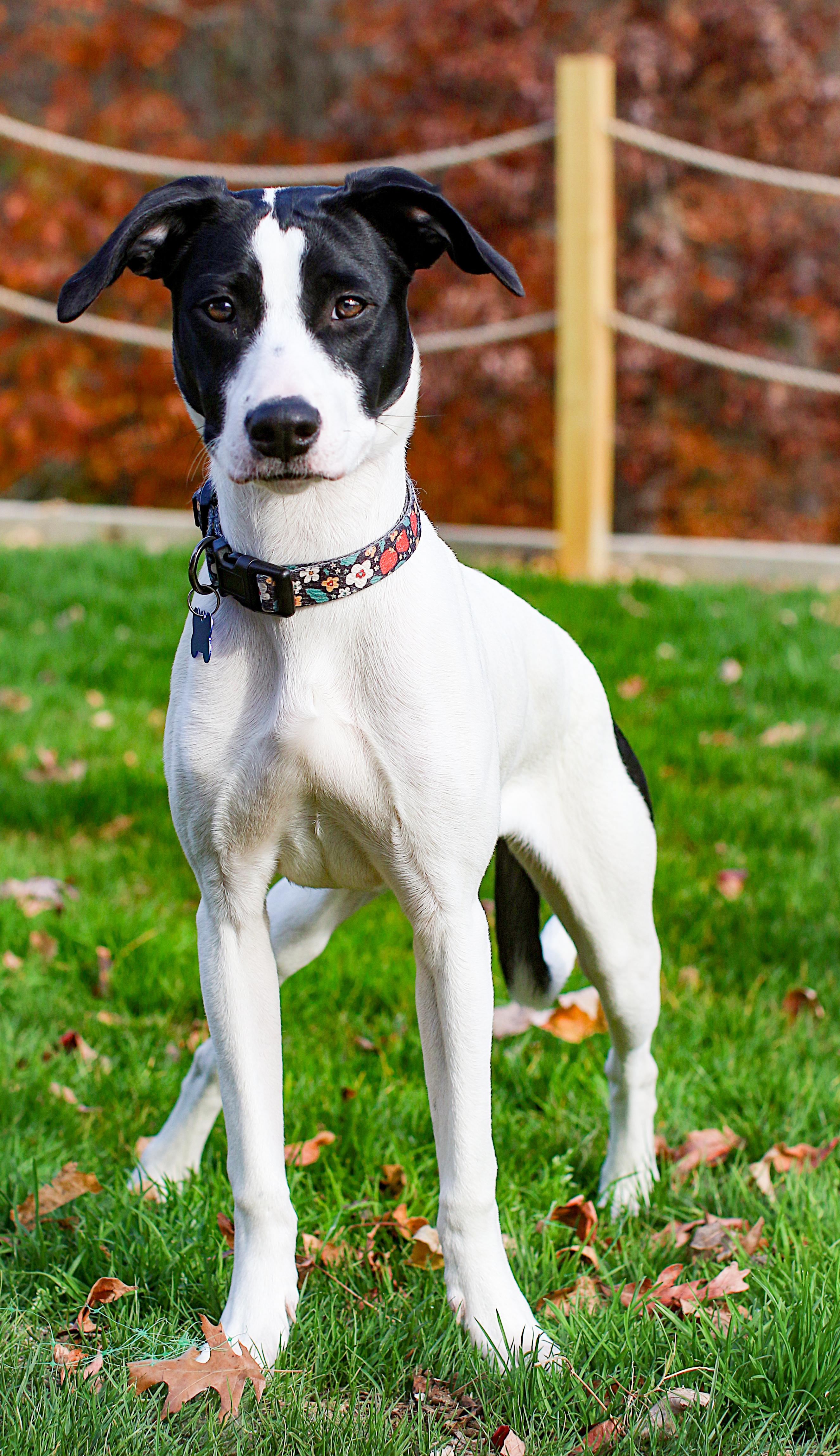 Snow White thumbnail 6