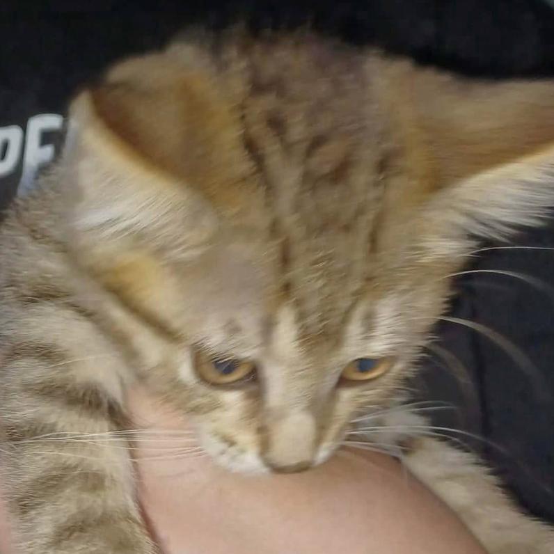 Enlarge Bailee, a Adoptable Domestic Short Hair in Coralville, IA image 1/1