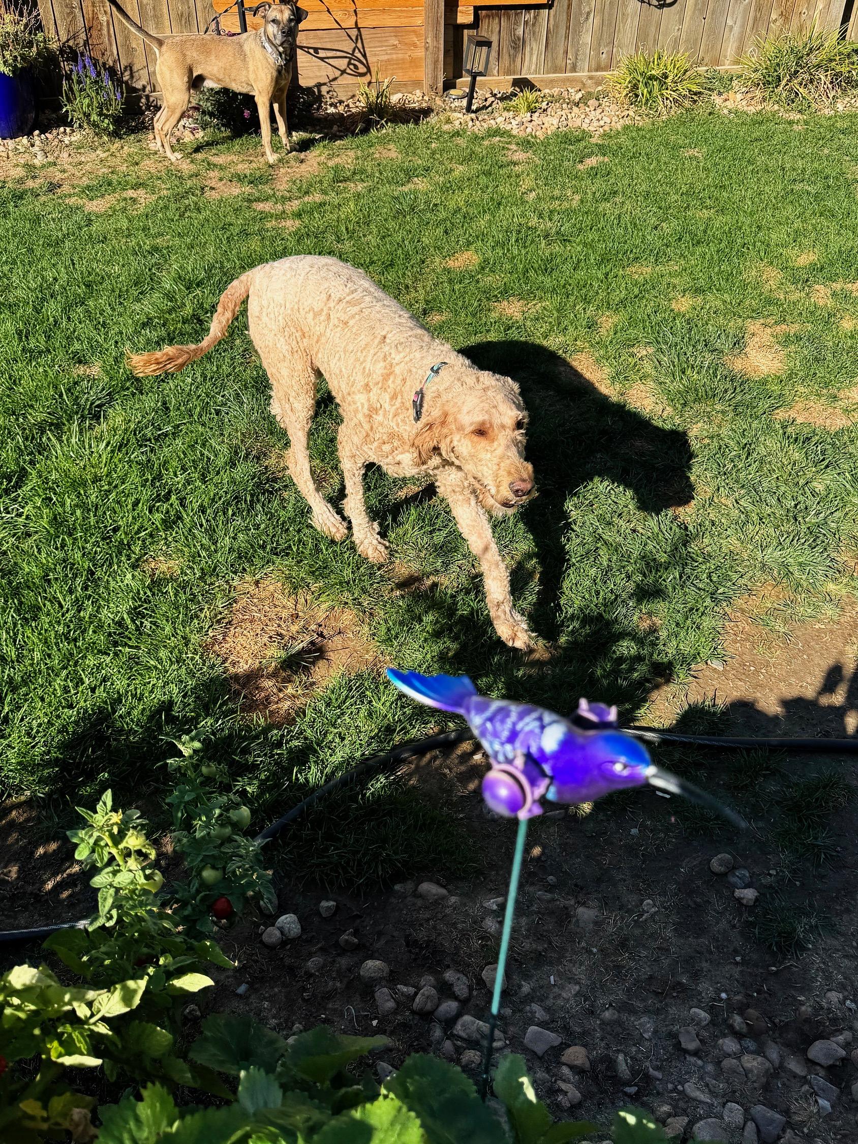 Enlarge Daisy, a Adoptable Goldendoodle in Loveland, CO image 3/4