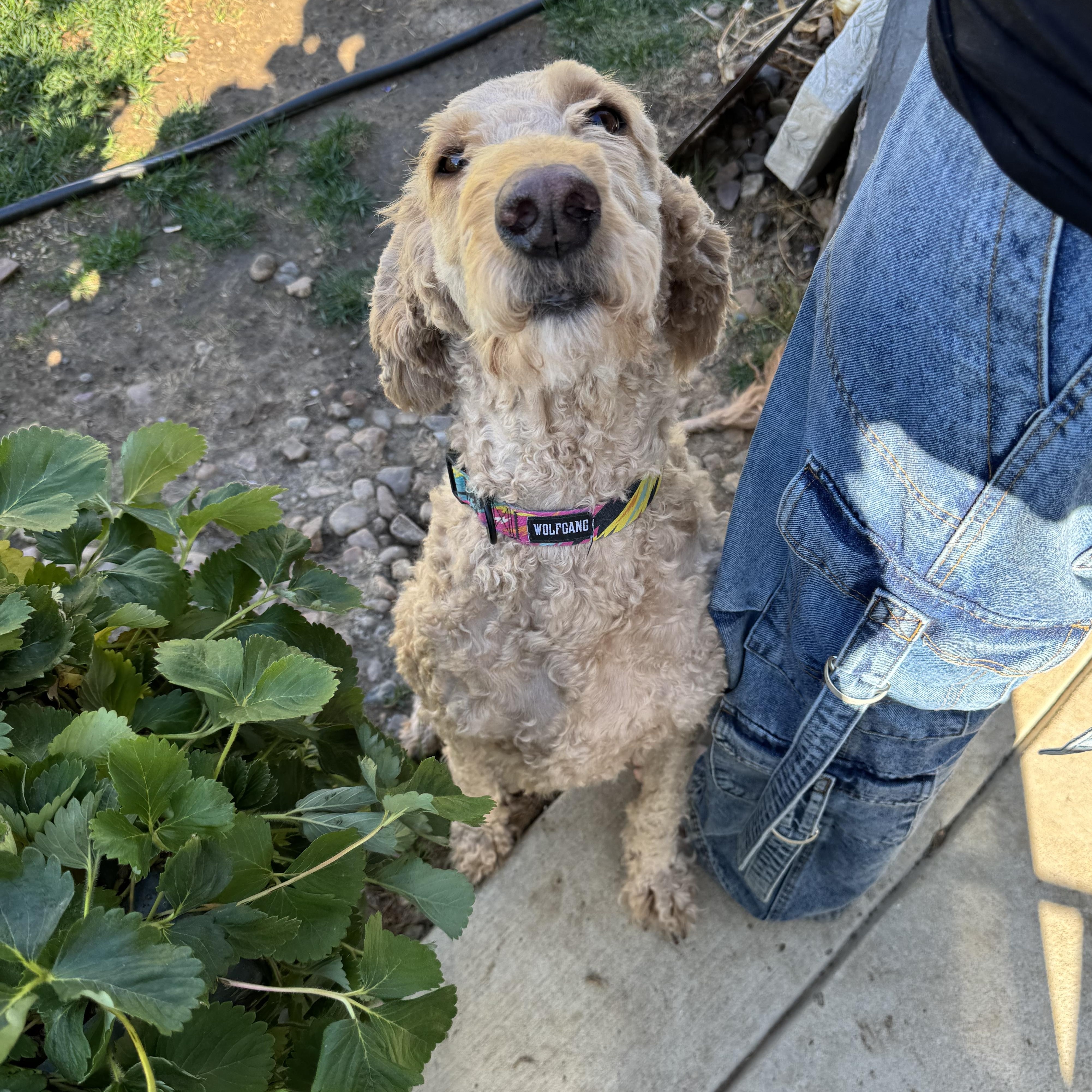 Enlarge Daisy, a Adoptable Goldendoodle in Loveland, CO image 2/4