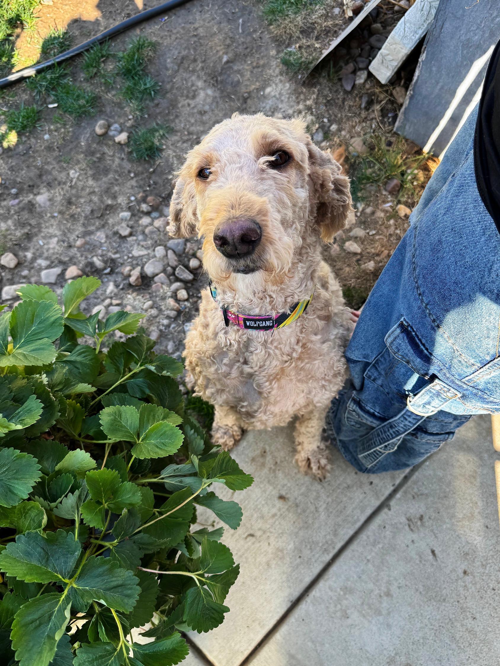 Daisy, Adoptable, Adult Female Goldendoodle.