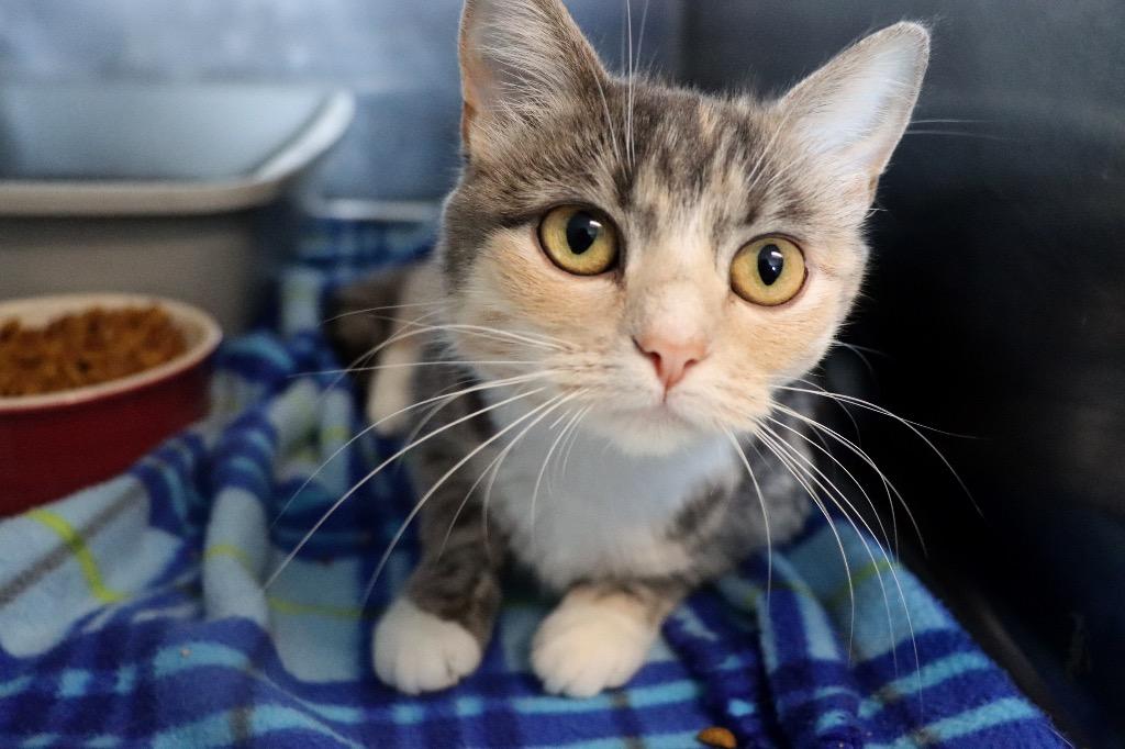 PUDDLE, adopted, Young Female Domestic Short Hair.