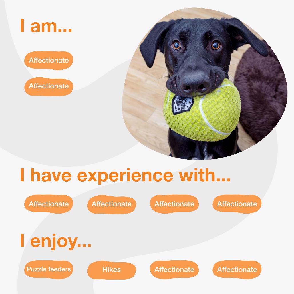 Ollie, Adoptable, Adult Male Black Labrador Retriever & Mixed Breed.