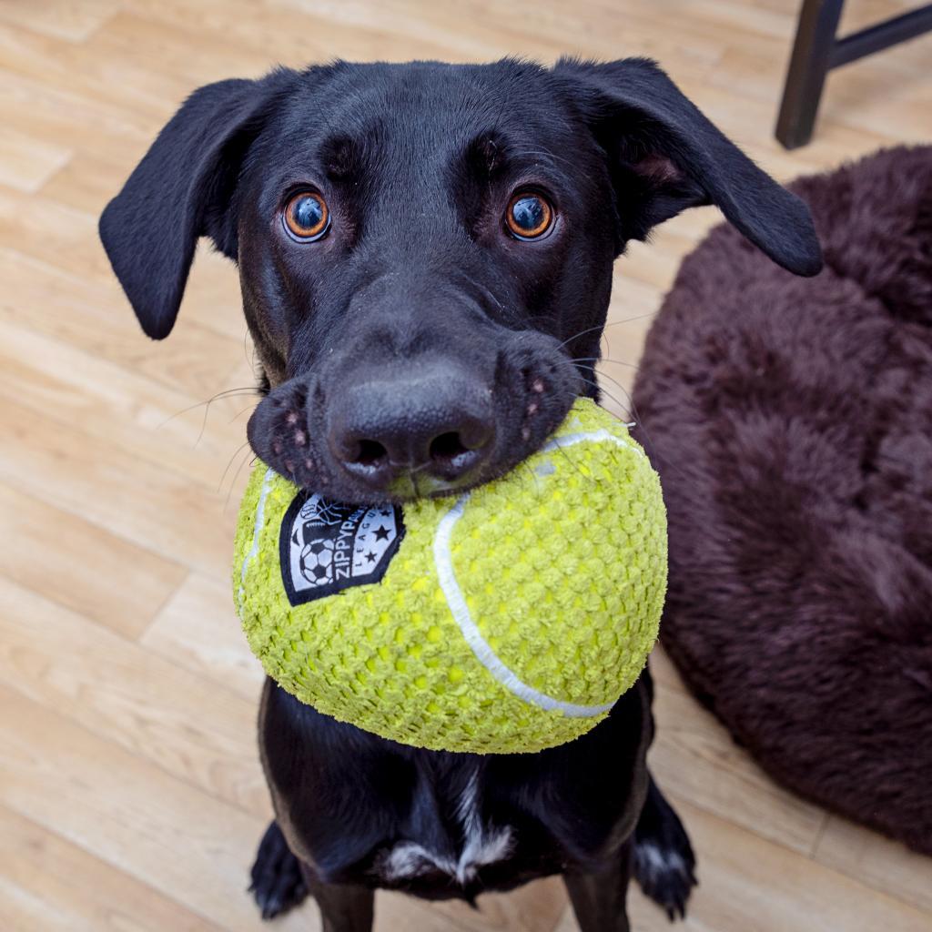 Enlarge Ollie, a Adoptable mixed breed in Los Angeles, CA image 1/6