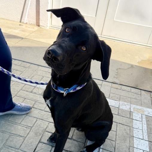 Enlarge Ollie, a Adoptable mixed breed in Los Angeles, CA image 2/6