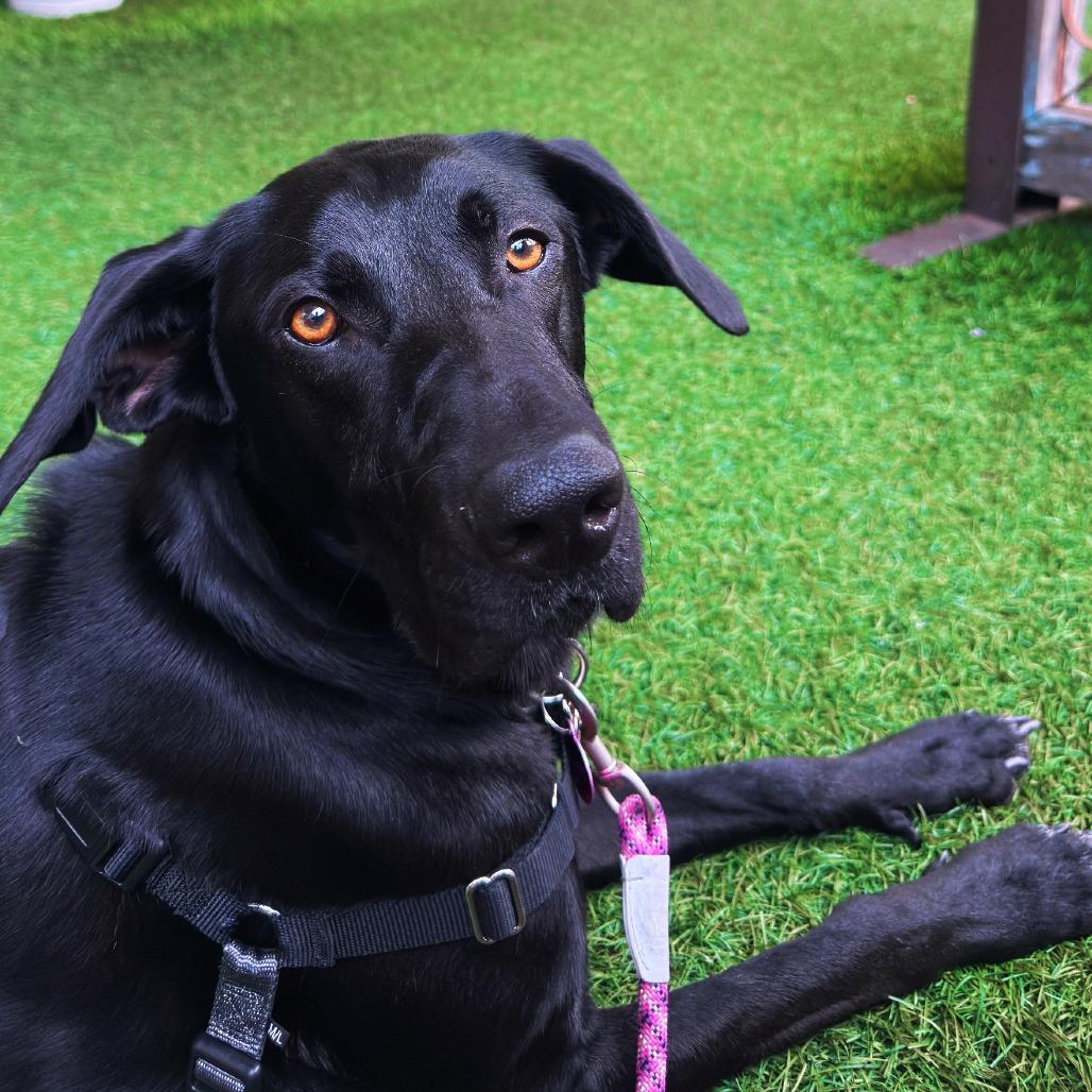 Enlarge Ollie, a Adoptable mixed breed in Los Angeles, CA image 3/6