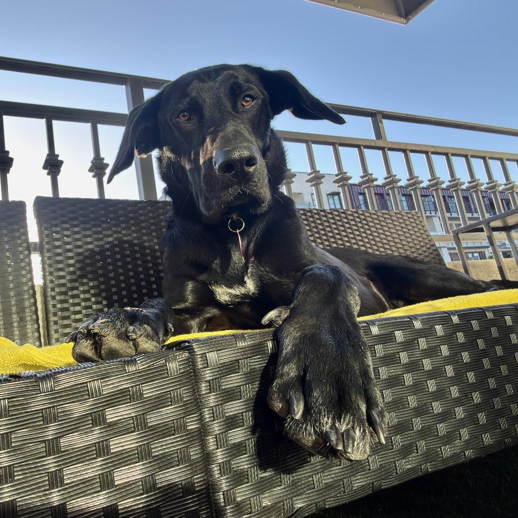 Enlarge Ollie, a Adoptable mixed breed in Los Angeles, CA image 4/6