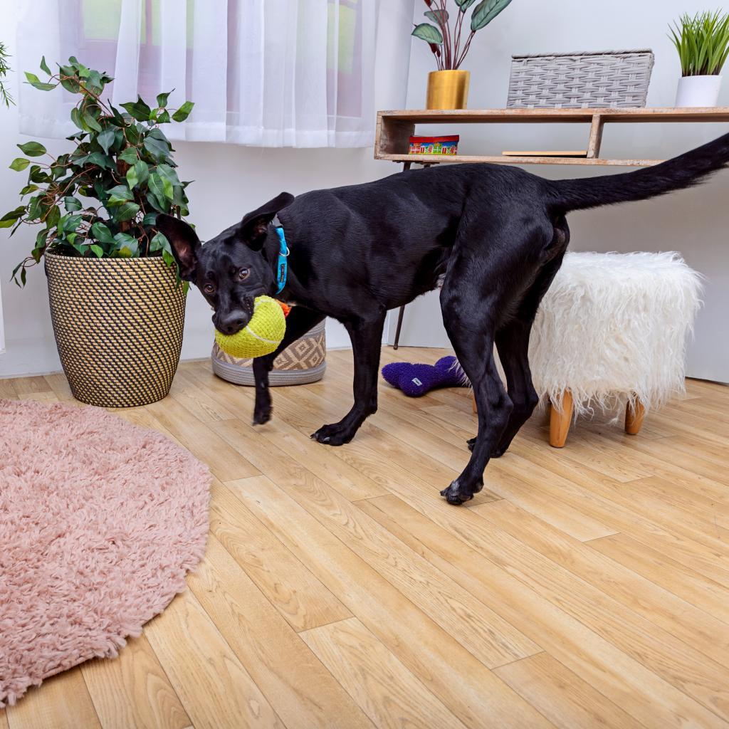 Enlarge Ollie, a Adoptable mixed breed in Los Angeles, CA image 5/6