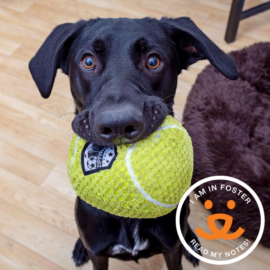 Enlarge Ollie, a Adoptable mixed breed in Los Angeles, CA image 6/6
