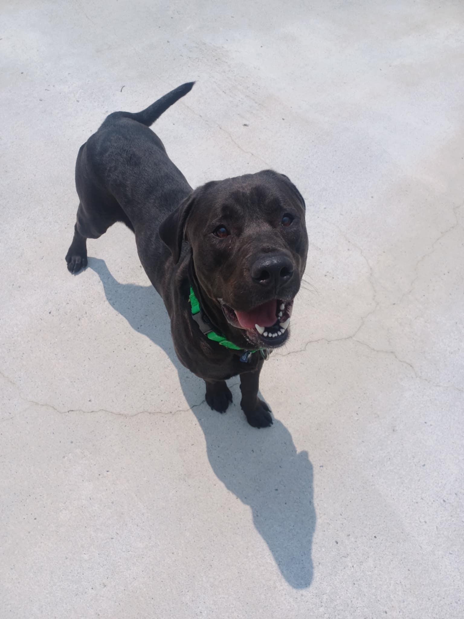 Mr. Bear, Adult Male Black Labrador Retriever