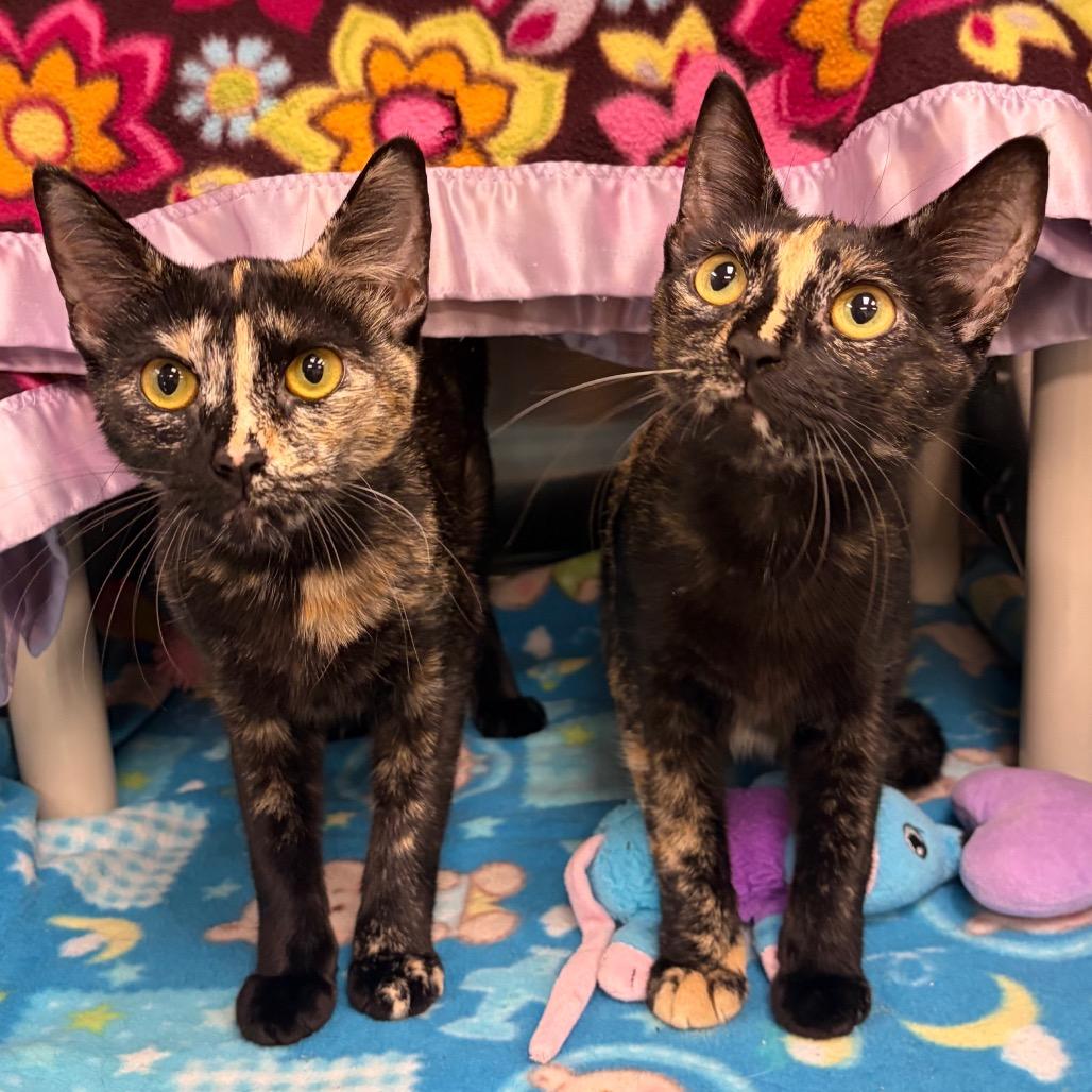 Gladys, a Adoptable Domestic Short Hair in Keizer, OR image 1/2
