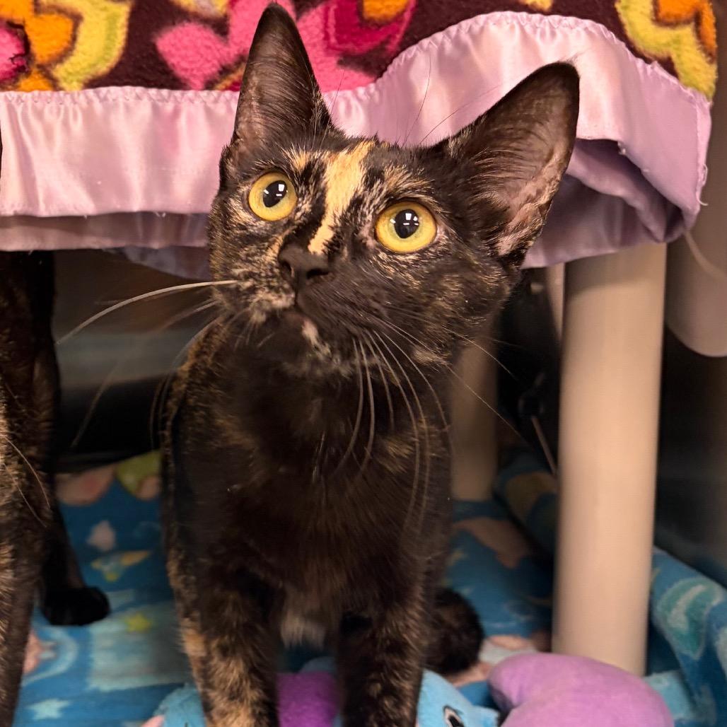 Gladys, a Adoptable Domestic Short Hair in Keizer, OR image 2/2