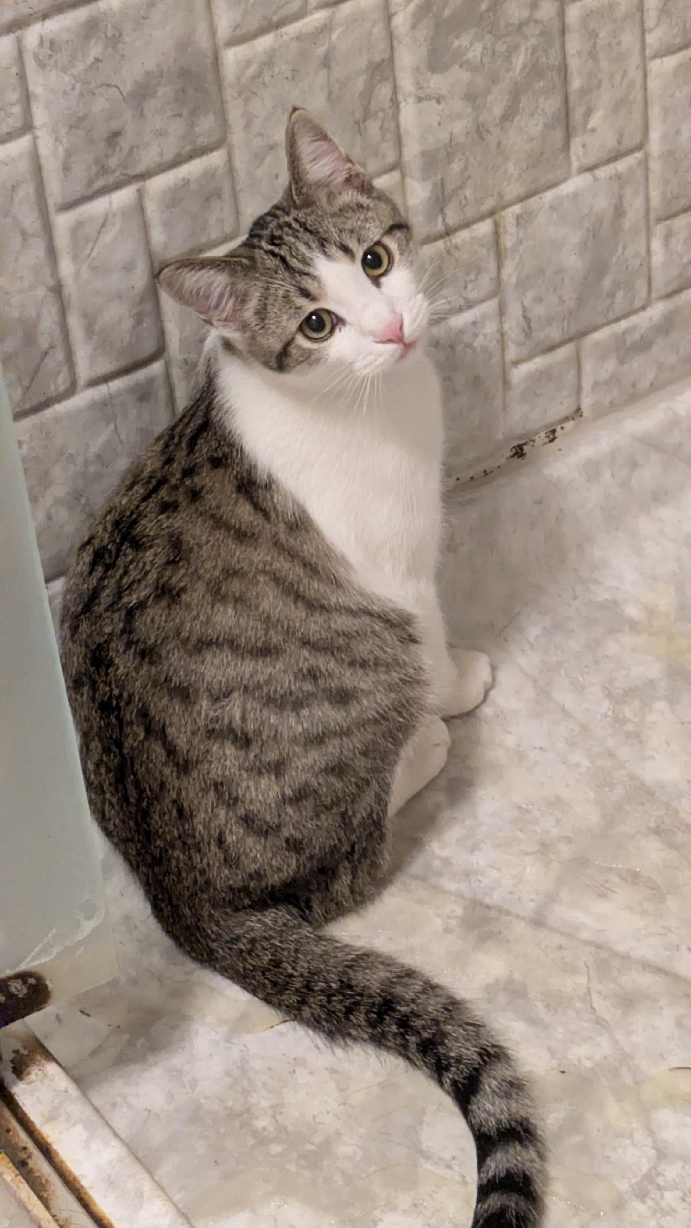 Enlarge Abner, a Adoptable Domestic Short Hair in Wadsworth, OH image 5/5