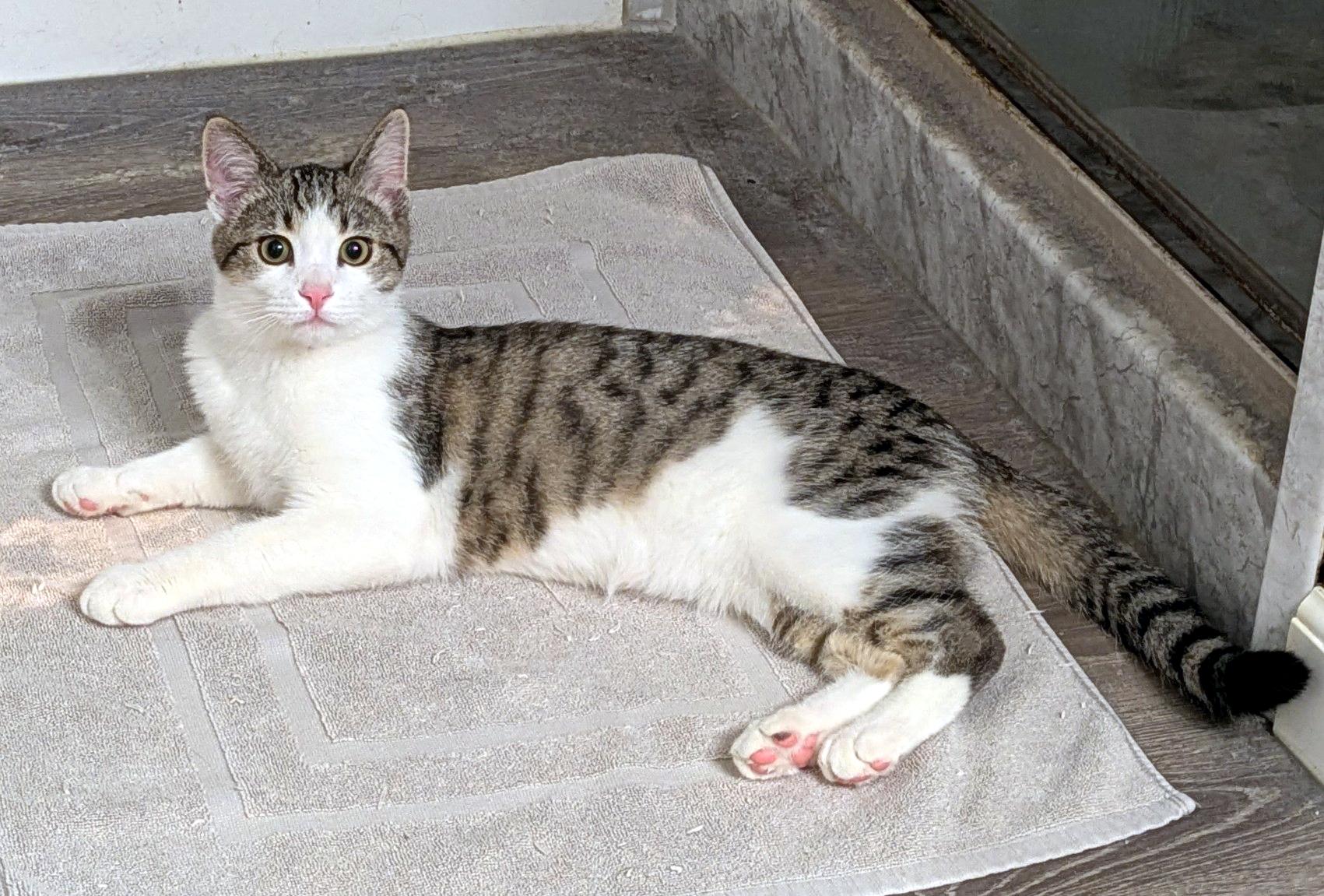 Enlarge Abner, a Adoptable Domestic Short Hair in Wadsworth, OH image 4/5