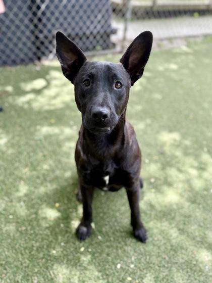 Bingo, Adoptable, Young Male Terrier & Mixed Breed.