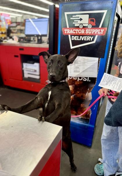 Bingo, Adoptable, Young Male Terrier & Mixed Breed.