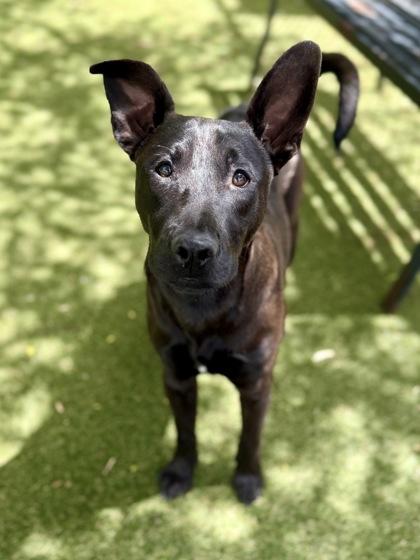 Enlarge Bingo, a Adoptable mixed breed in Picayune, MS image 2/3