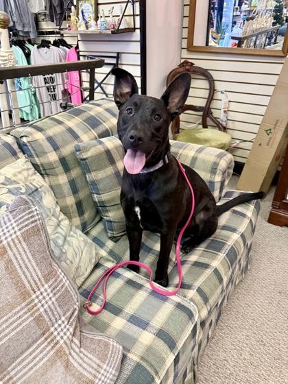 Bingo, a Adoptable mixed breed in Picayune, MS image 2/3