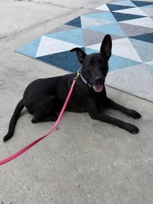 Bingo, a Adoptable mixed breed in Picayune, MS image 3/3