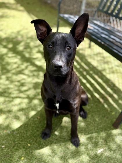 Enlarge Bingo, a Adoptable mixed breed in Picayune, MS image 3/3
