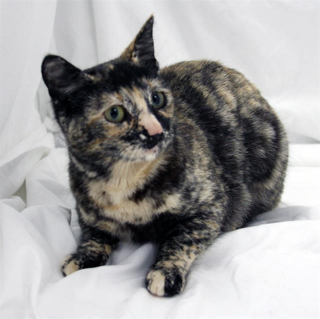 GRACIE, Adoptable, Young Female Domestic Short Hair.
