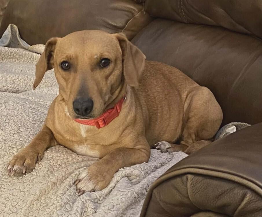 Pepperoni, Adoptable, Young Female Dachshund.