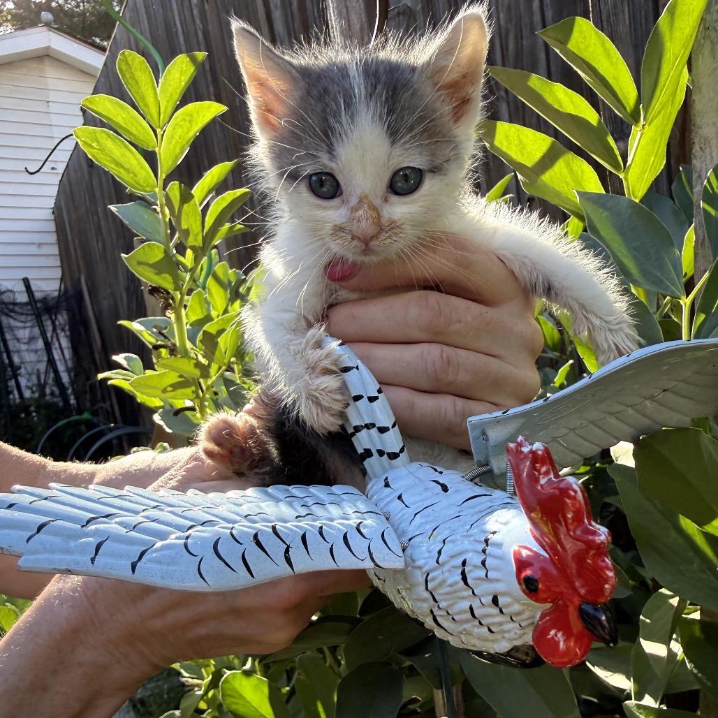 Deacon, a Adoptable Domestic Short Hair in Woodbridge, VA image 2/2