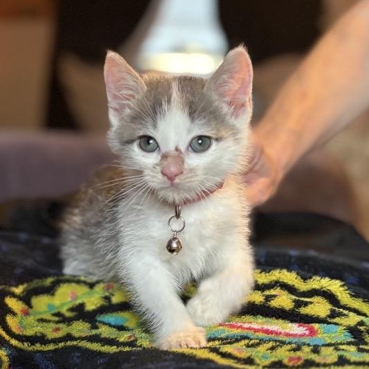 Deacon, Adoptable, Kitten Male Domestic Short Hair.