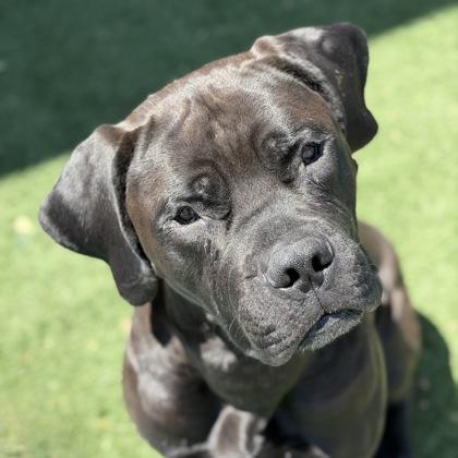 Grizelda, an adoptable mixed breed in Sacramento, CA image 2/6