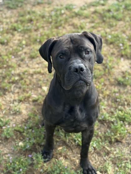 Enlarge Grizelda, an adoptable mixed breed in Sacramento, CA image 2/3
